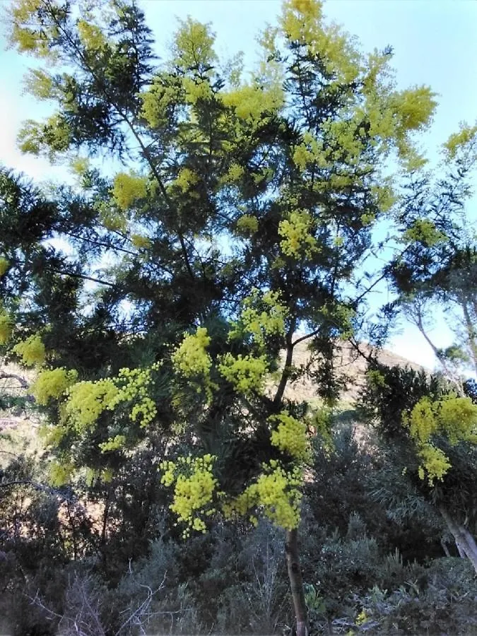 招待所 Villa Mimosa Splendida Vista Mare 博纳索拉 意大利